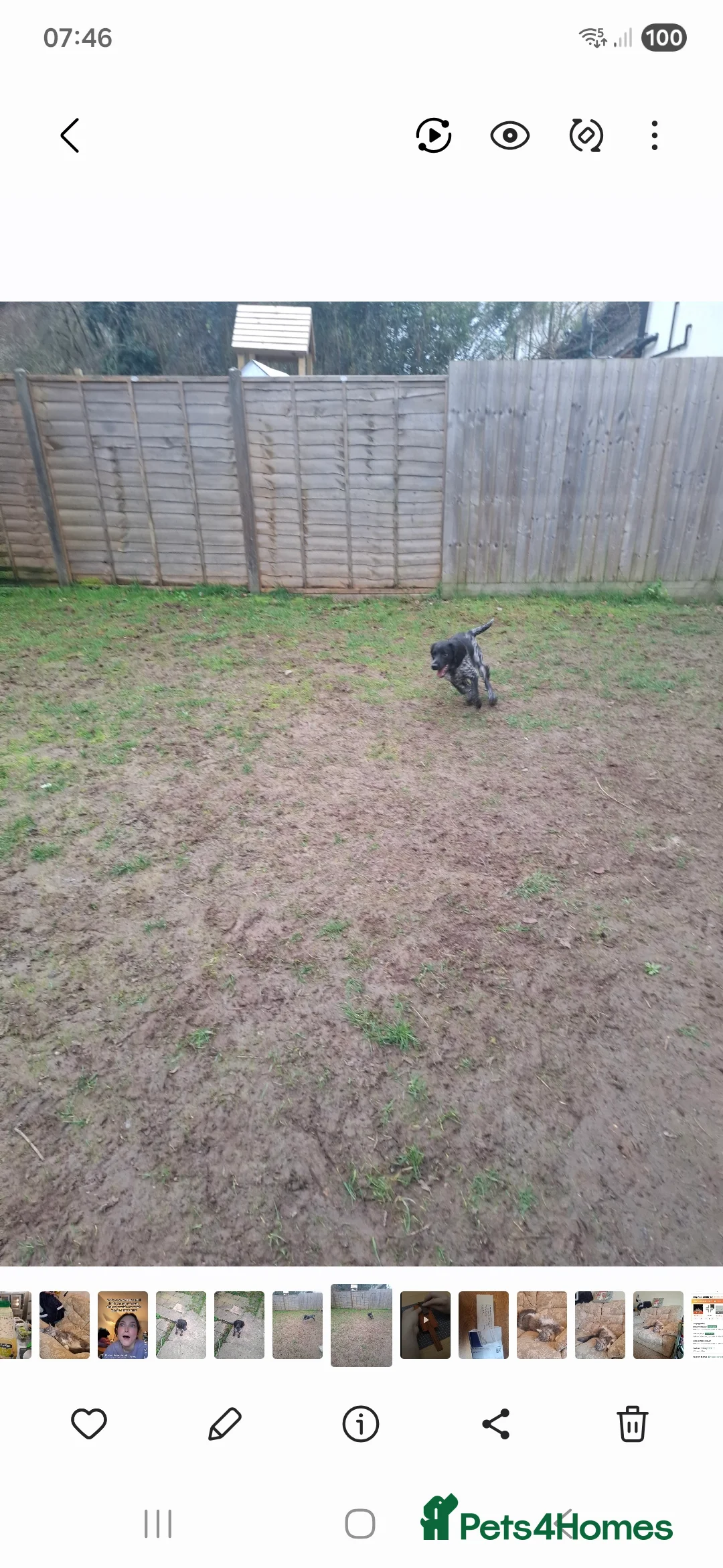 Cocker Spaniel dogs for sale: Cocker spaniel, black and blue 10 months old - Advert 2