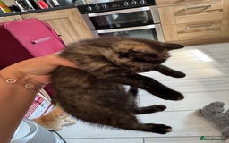 Mixed Breed cats for sale: Gorgeous Ragdoll Mix Kittens Ready for Loving Home - Image 9