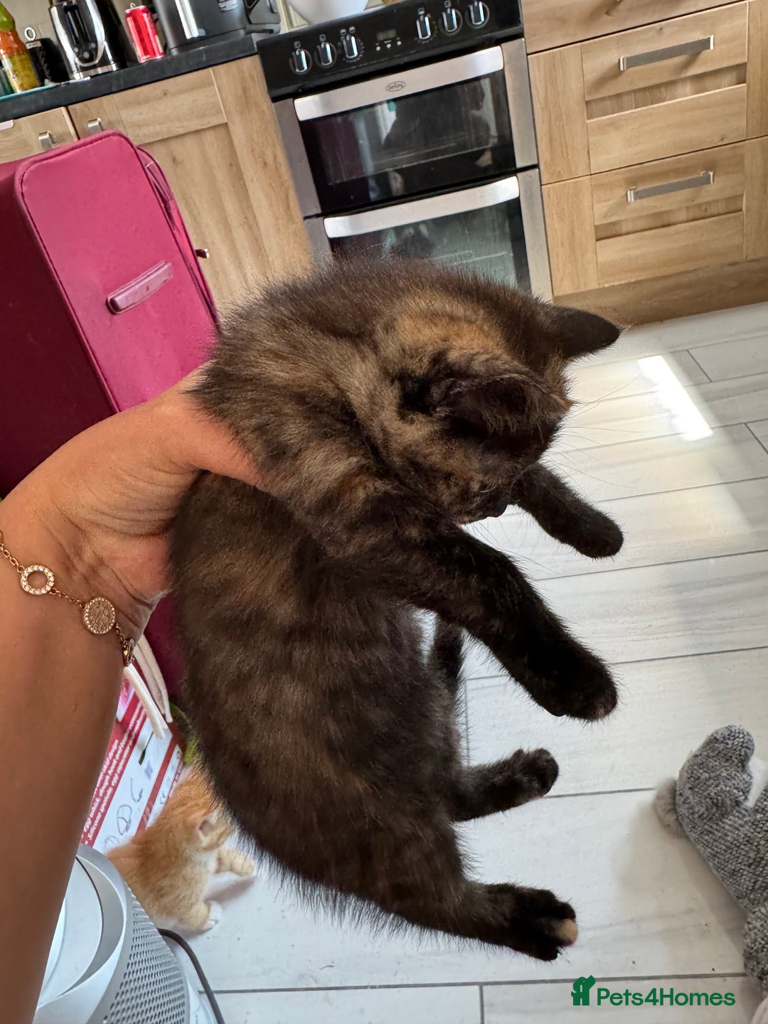 Mixed Breed cats for sale: Gorgeous Ragdoll Mix Kittens Ready for Loving Home - Image 9