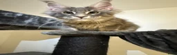 Maine Coon cats for sale: maine coon kitten in Manchester - Advert 4