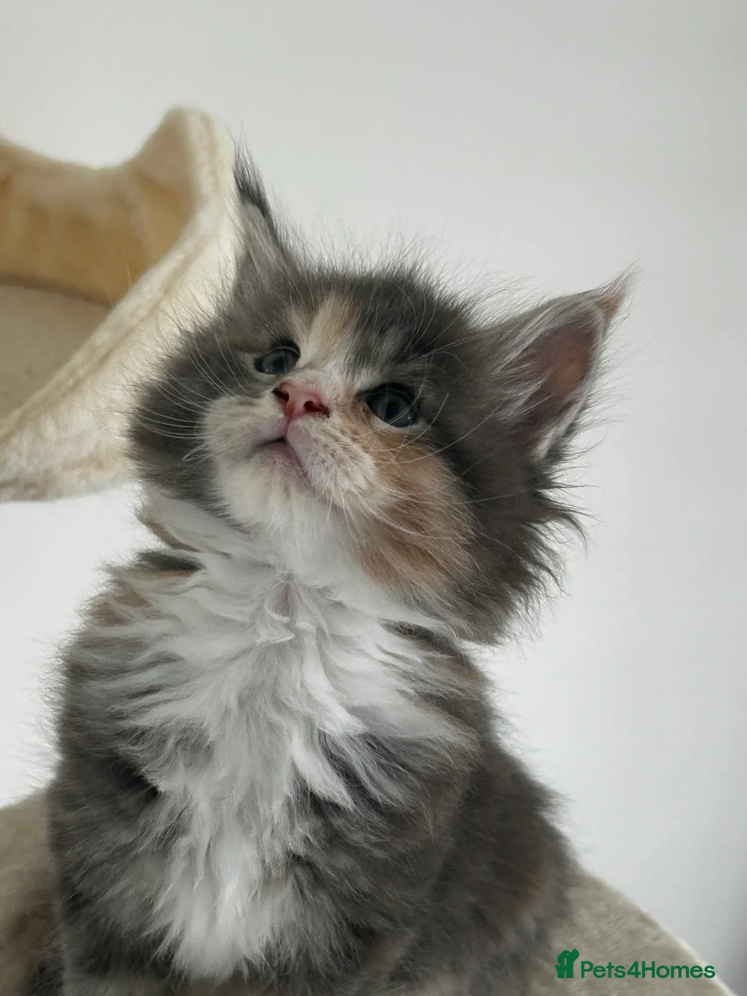 Maine Coon cats for sale: Find Your Purrfect Match! - Advert 24