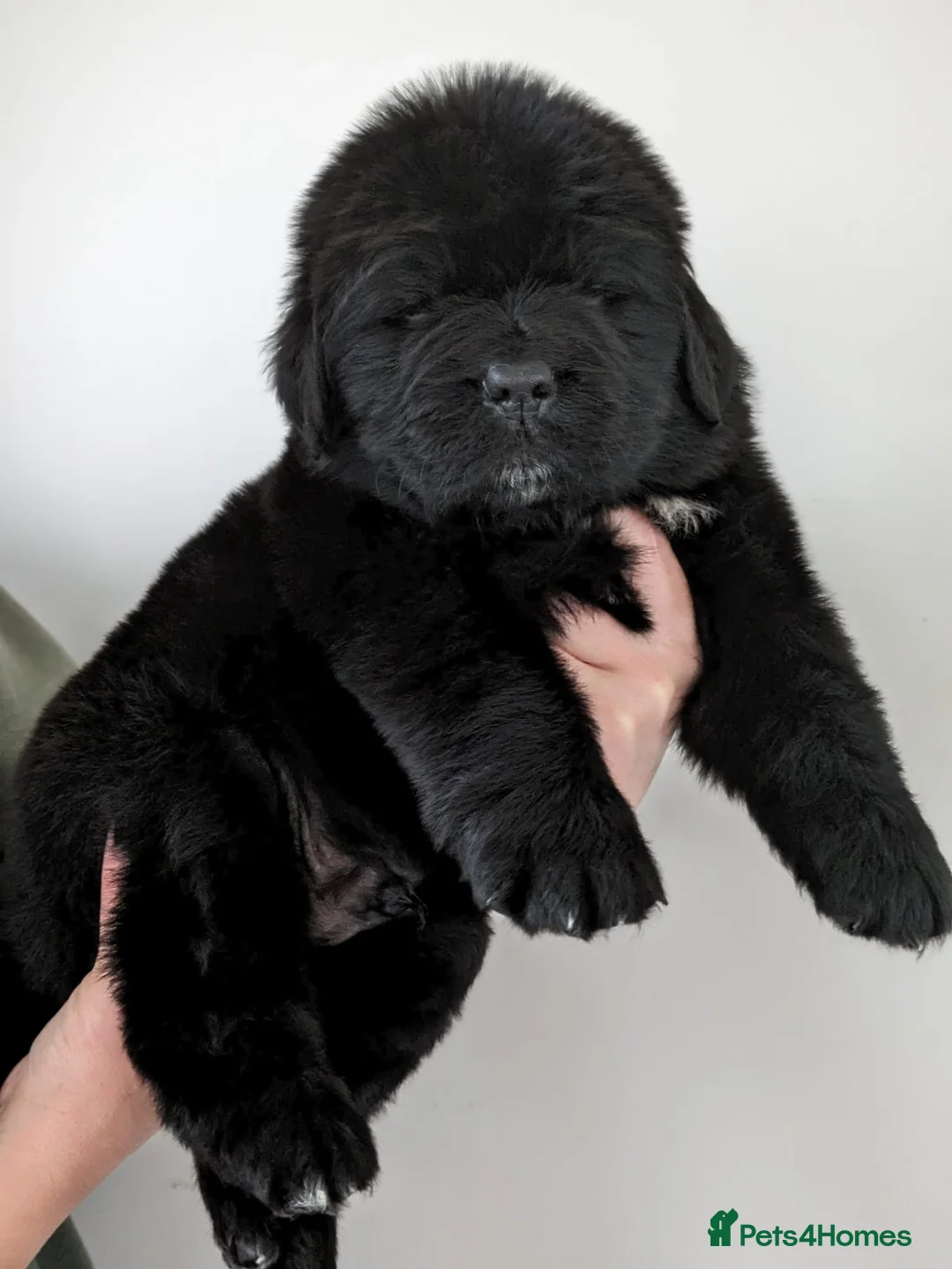 Newfoundland dogs for stud: KC registered health tested Landseer Newfoundland  in Ilkeston - Advert 23