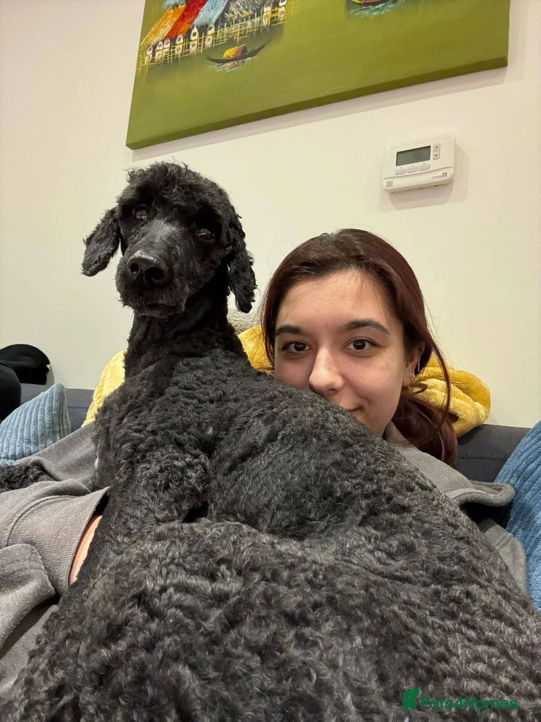 Miniature Poodle dogs for adoption: ❤️🐶 CHARLIE – Sweet, Lively Girl Ready for Home in Stoke-on-Trent - Advert 2