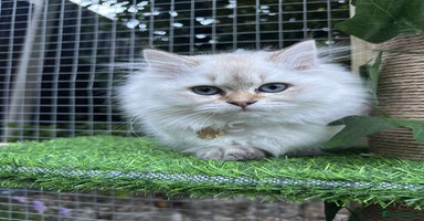 Ragdoll cats - Advert 1