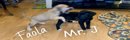 Mixed Breed dogs for sale: Athena x Ares Puppies – Not for Everyone in Manchester - Advert 15
