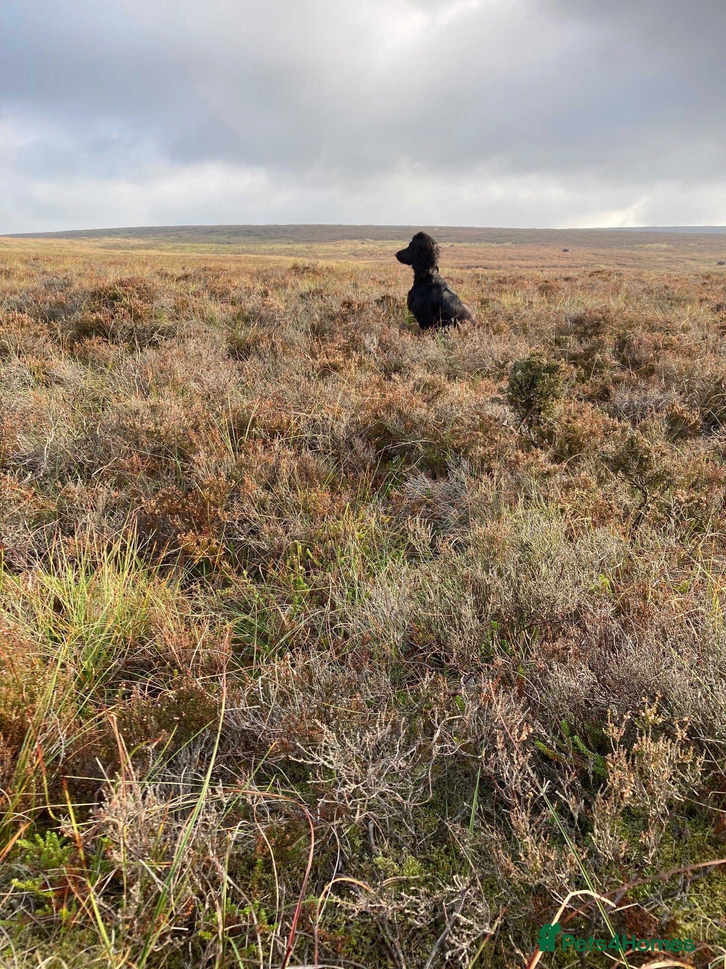Cocker Spaniel dogs Gamekeeper bred - Advert 6