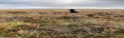 Cocker Spaniel dogs for sale: Gamekeeper bred - Advert 1