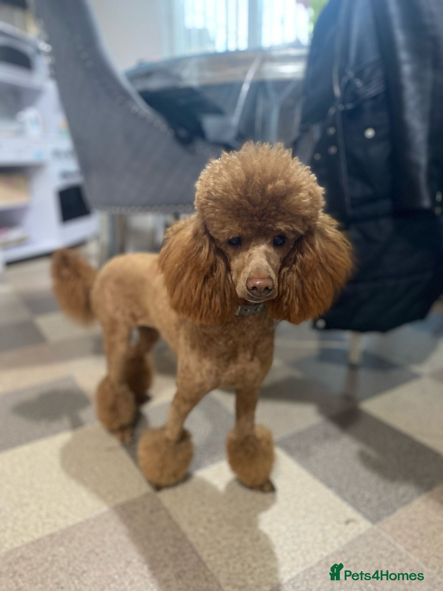 Toy Poodle dogs Toy poodle puppies  - Advert 1