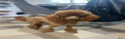 Toy Poodle dogs for sale: Toy poodle puppies  - Advert 1