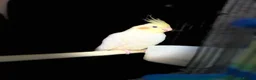 Cockatiels birds for sale: Cockatiels male and females  - Advert 6