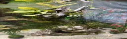 Other/Mixed Breed fish for sale: Complete Oak Aquarium Set Up in Worksop - Advert 4