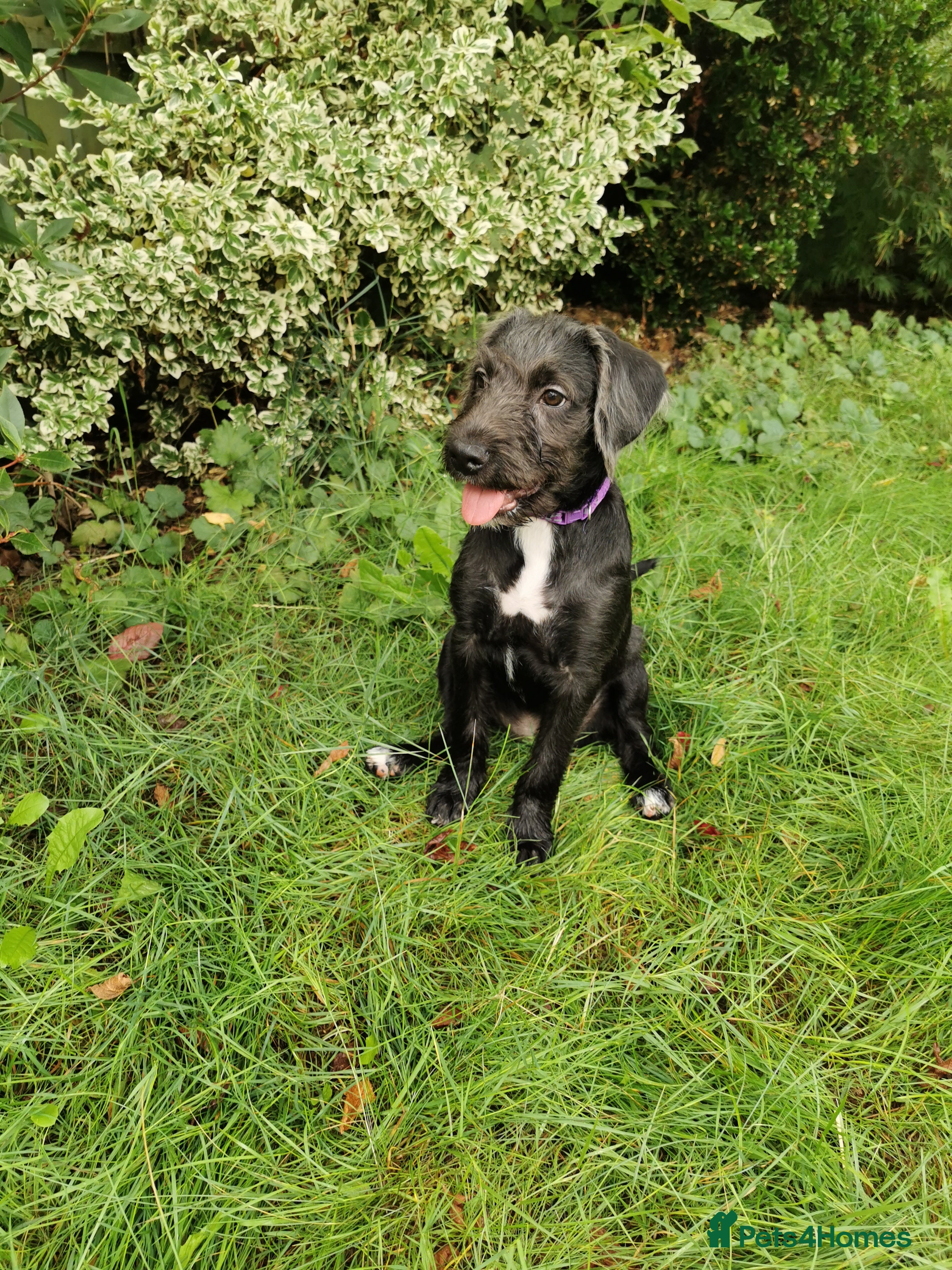 Mixed Breed dogs 7 beautiful staffie x labradoodle puppies for sale - Advert 2