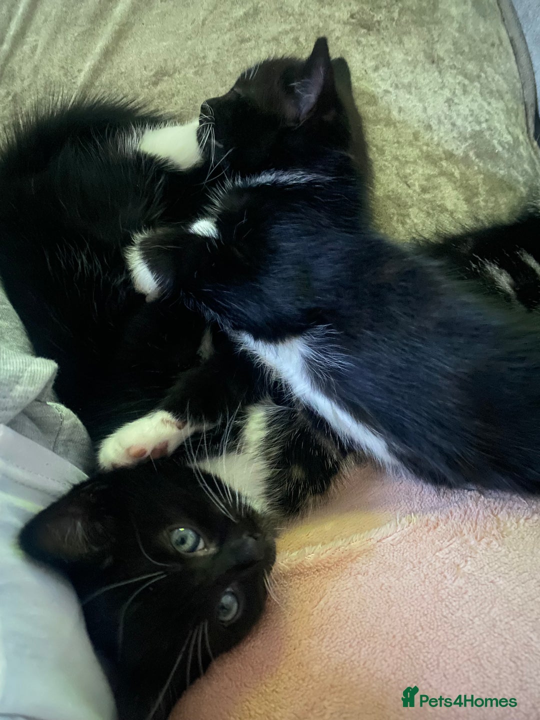 Mixed Breed cats for sale: 2 girls left and ready for new home today  in Mansfield - Image 5