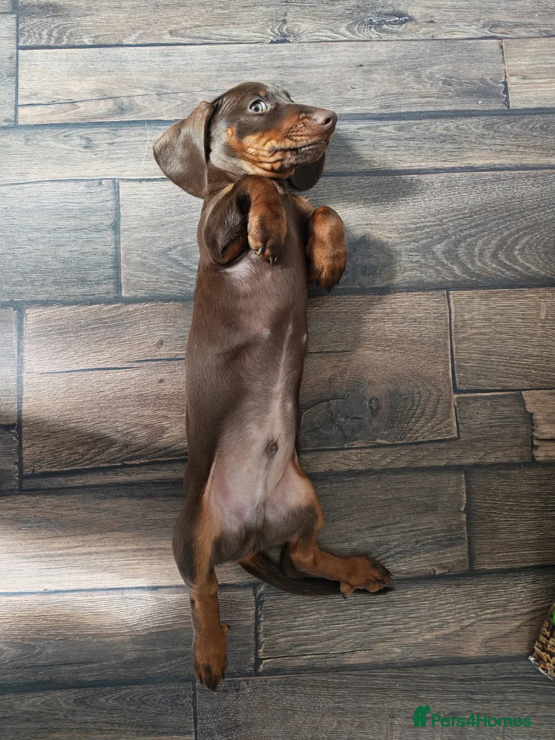 Dachshund dogs for sale: Male Smooth-Haired Dachshund Puppy - Advert 1