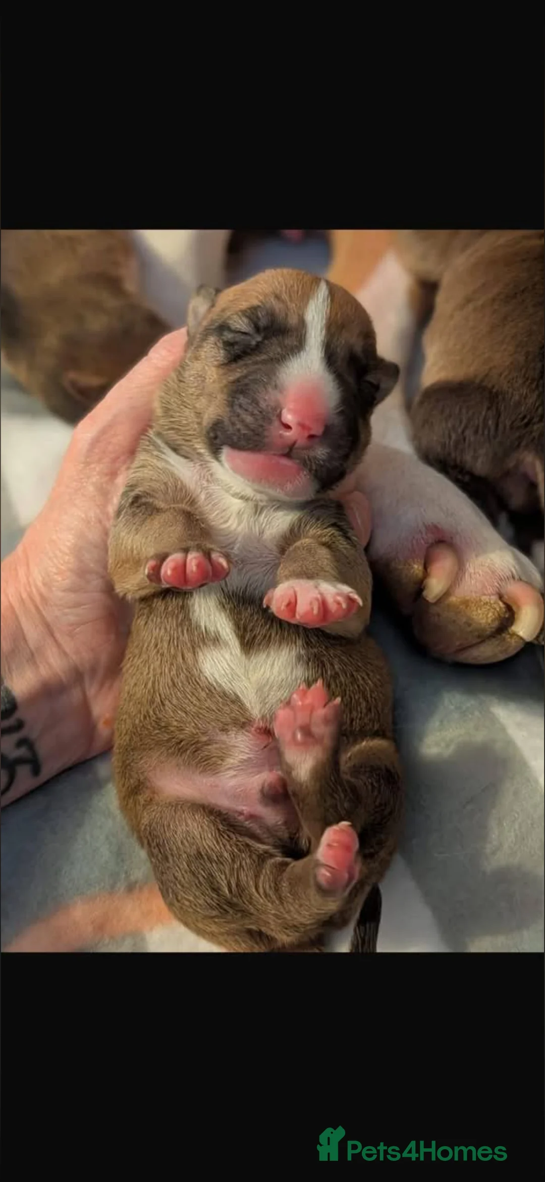 English Bull Terrier dogs for sale: KC registered English bull terrier pups for sale  in Bishop Auckland - Advert 2