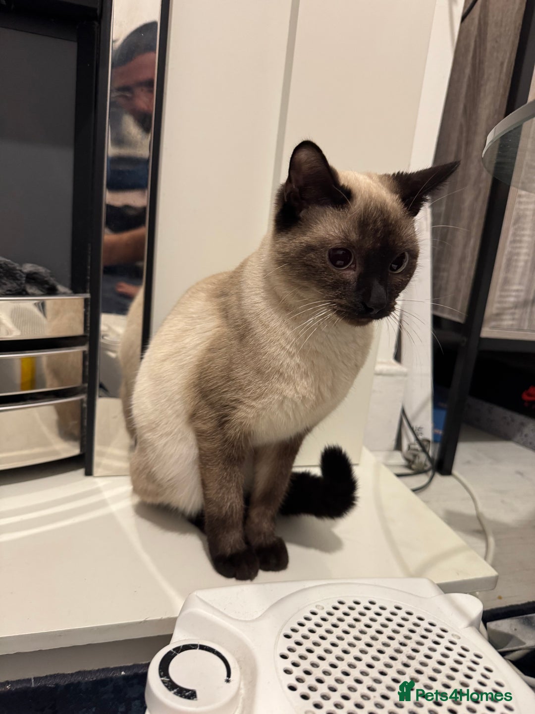 Siamese cats for sale: Siamese kitten 6 months £400 - Advert 3