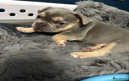 French Bulldog dogs for sale: Gorgeous French Bulldog Puppies For Sale  - Image 8