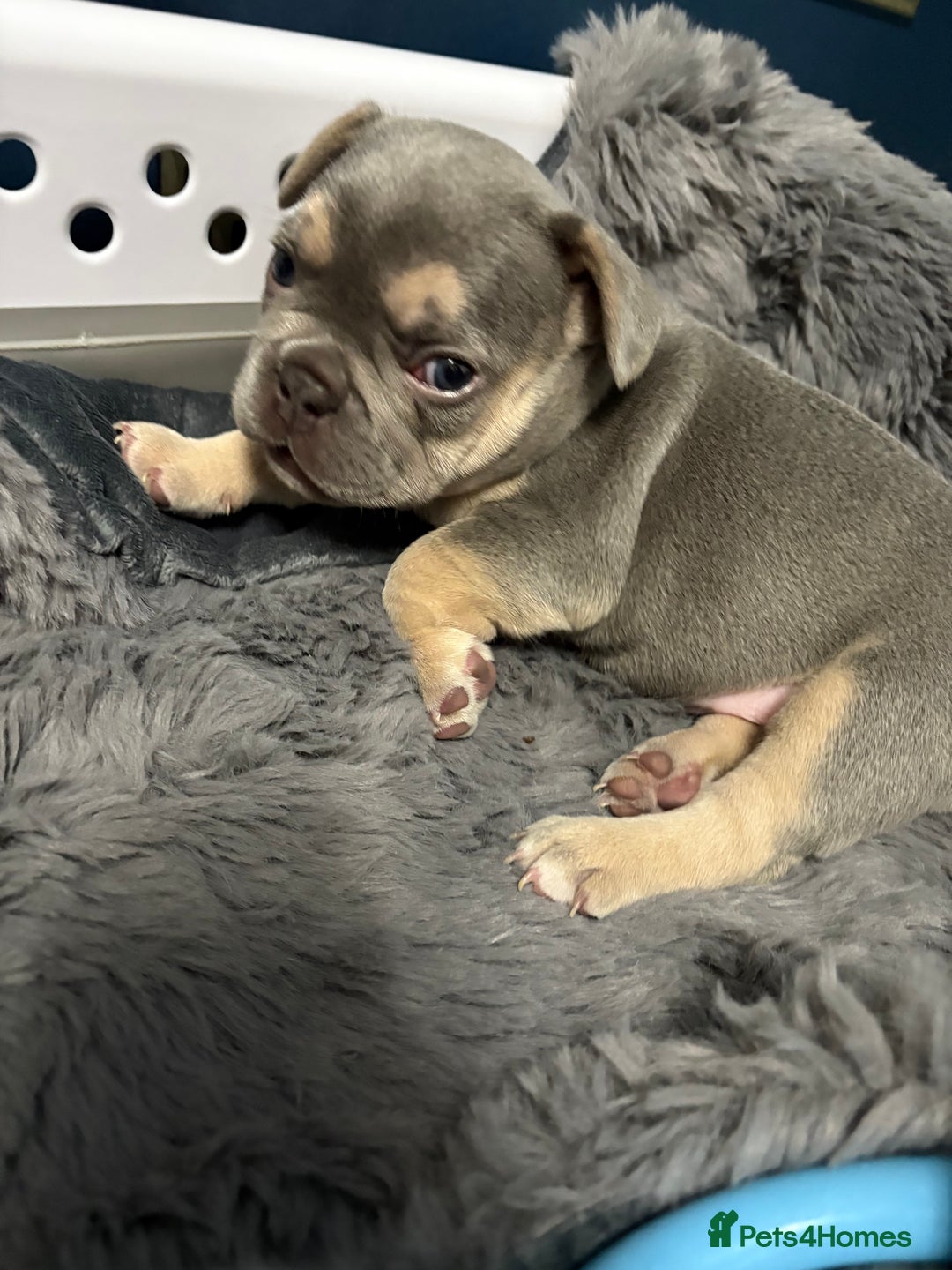 French Bulldog dogs for sale: Gorgeous French Bulldog Puppies For Sale  - Image 8