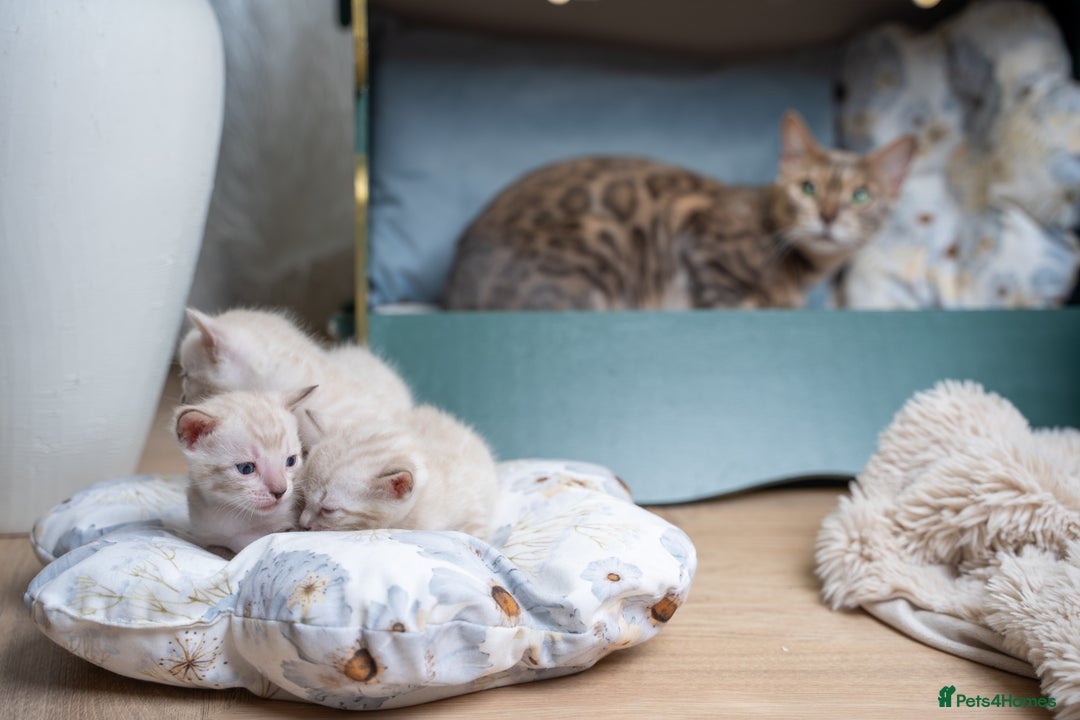 Bengal cats for sale: 3 Snow Bengal Boys-Gorgeous-TICA-Ready in November - Image 4
