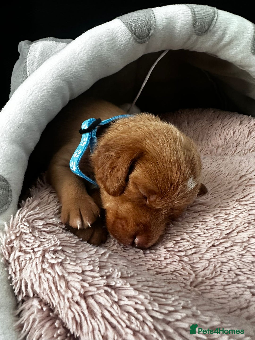 Doxiepoo dogs for sale: Stunning Doxiepoo Puppies for sale  - Advert 13