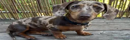 Miniature Dachshund dogs for sale: Miniature dachshund pups  - Advert 4