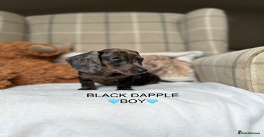 Miniature Dachshund dogs - Advert 12