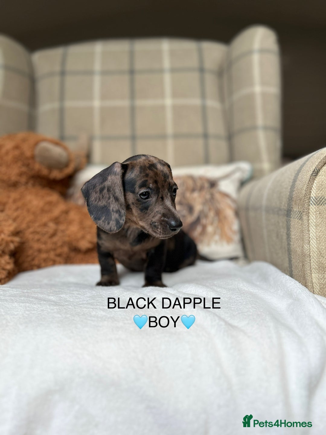Miniature Dachshund dogs for sale: ❤️MINIATURE DACHSHUNDS❤️ - Image 3