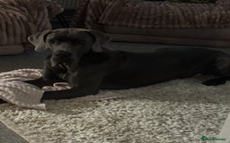 Great Dane dogs for sale: Solid blue Great Dane  - Image 2
