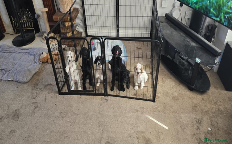 Cockapoo dogs - Advert 5