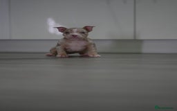 American Bully dogs for sale: Mirco bully- perfect and ready to go.  - Advert 2