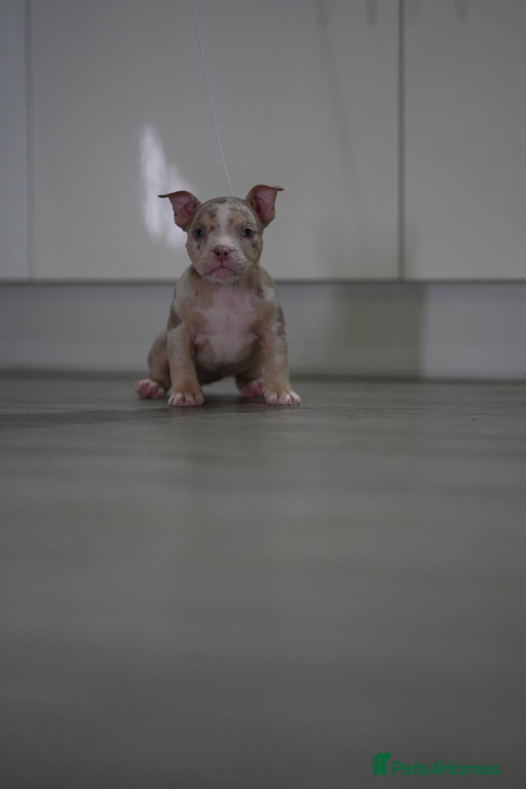 American Bully dogs for sale: Mirco bully- perfect and ready to go.  - Advert 2