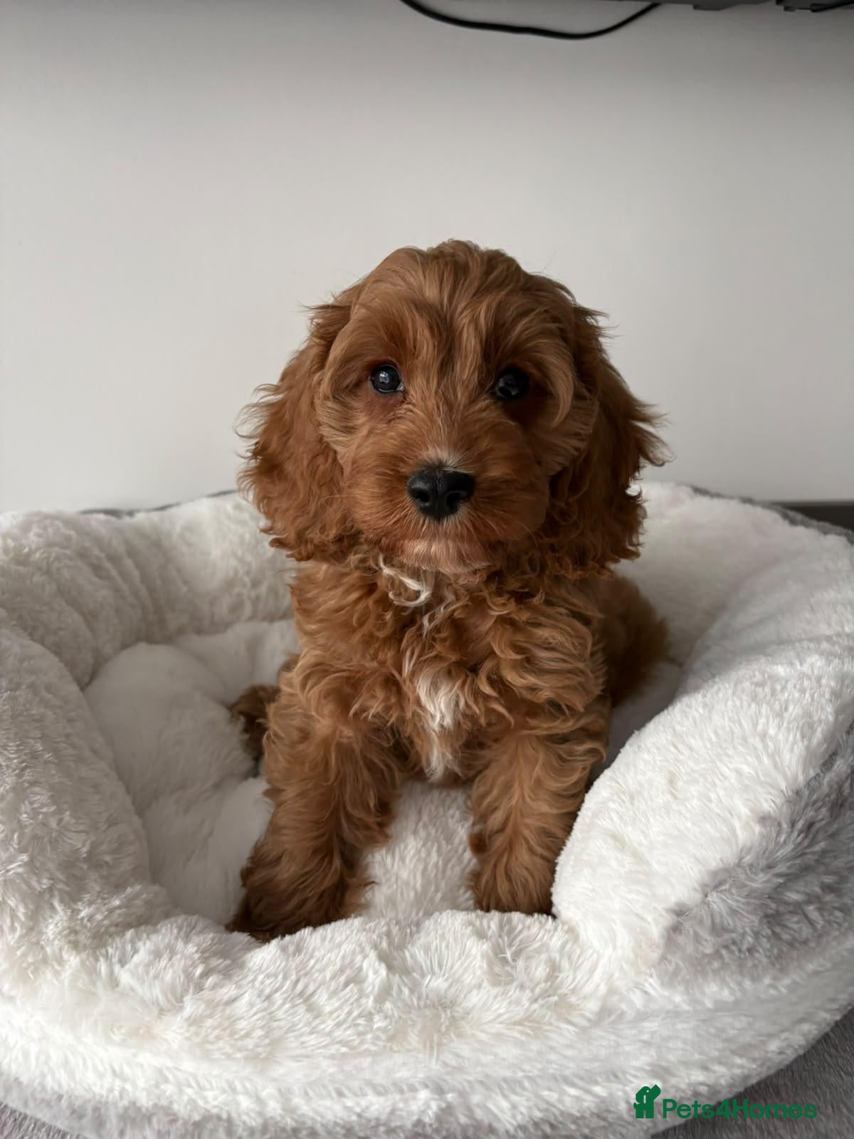 Cavapoo dogs Health Tested Cavapoo Puppies - Advert 1