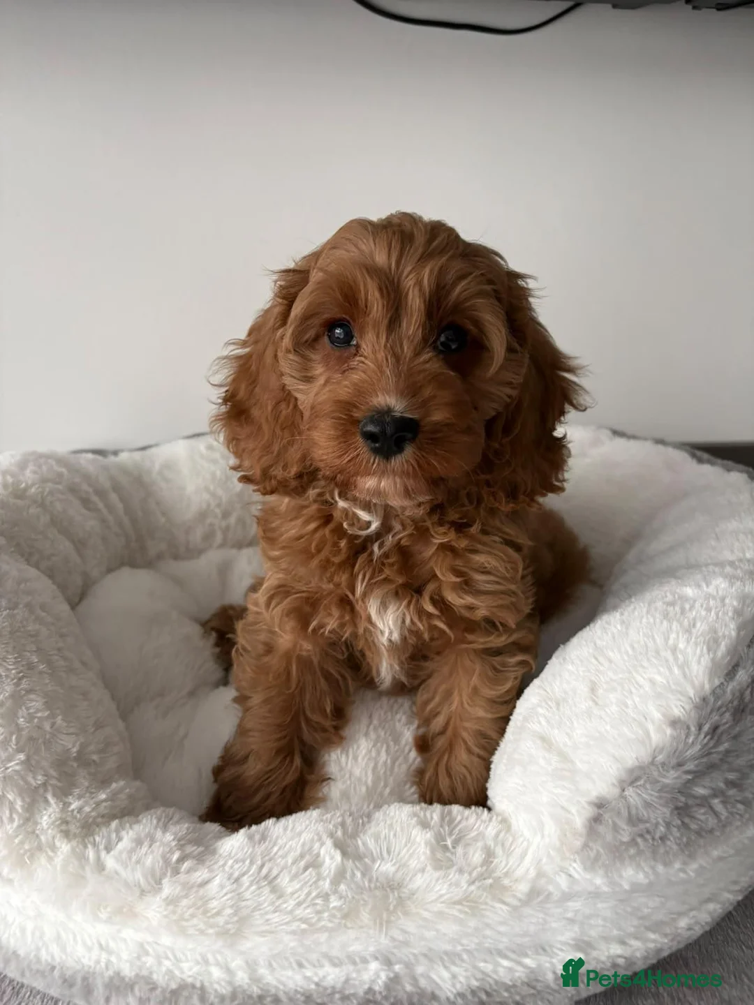 Cavapoo dogs for sale: Health Tested Cavapoo Puppies - Advert 1