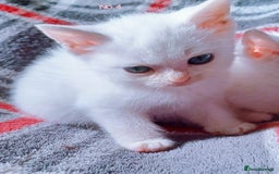 Mixed Breed cats for sale: 4 Gorgeous Pure White Kittens Available 7th Nov - Image 20
