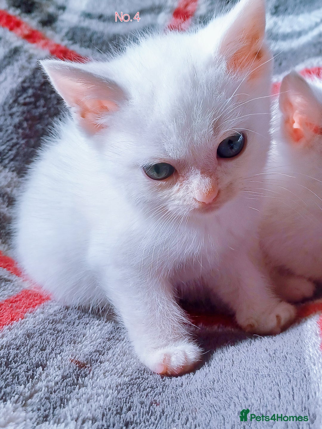 Mixed Breed cats for sale: 4 Gorgeous Pure White Kittens Available 7th Nov - Image 20