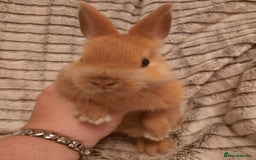 Netherland Dwarf rabbits for sale: Five Litters Of Netherland Dwarf Babies  - Image 2
