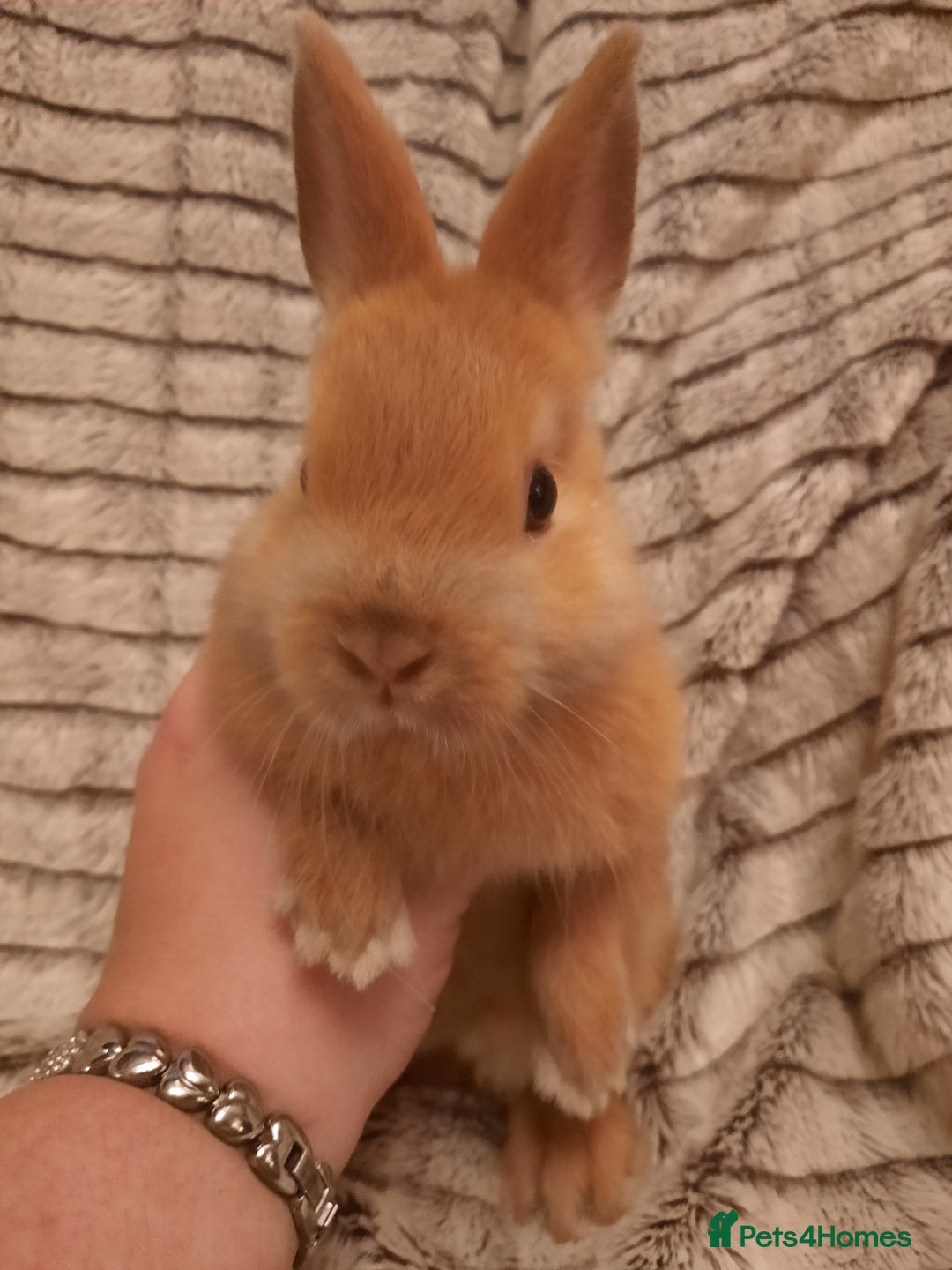 Netherland Dwarf rabbits for sale: Five Litters Of Netherland Dwarf Babies  - Image 2