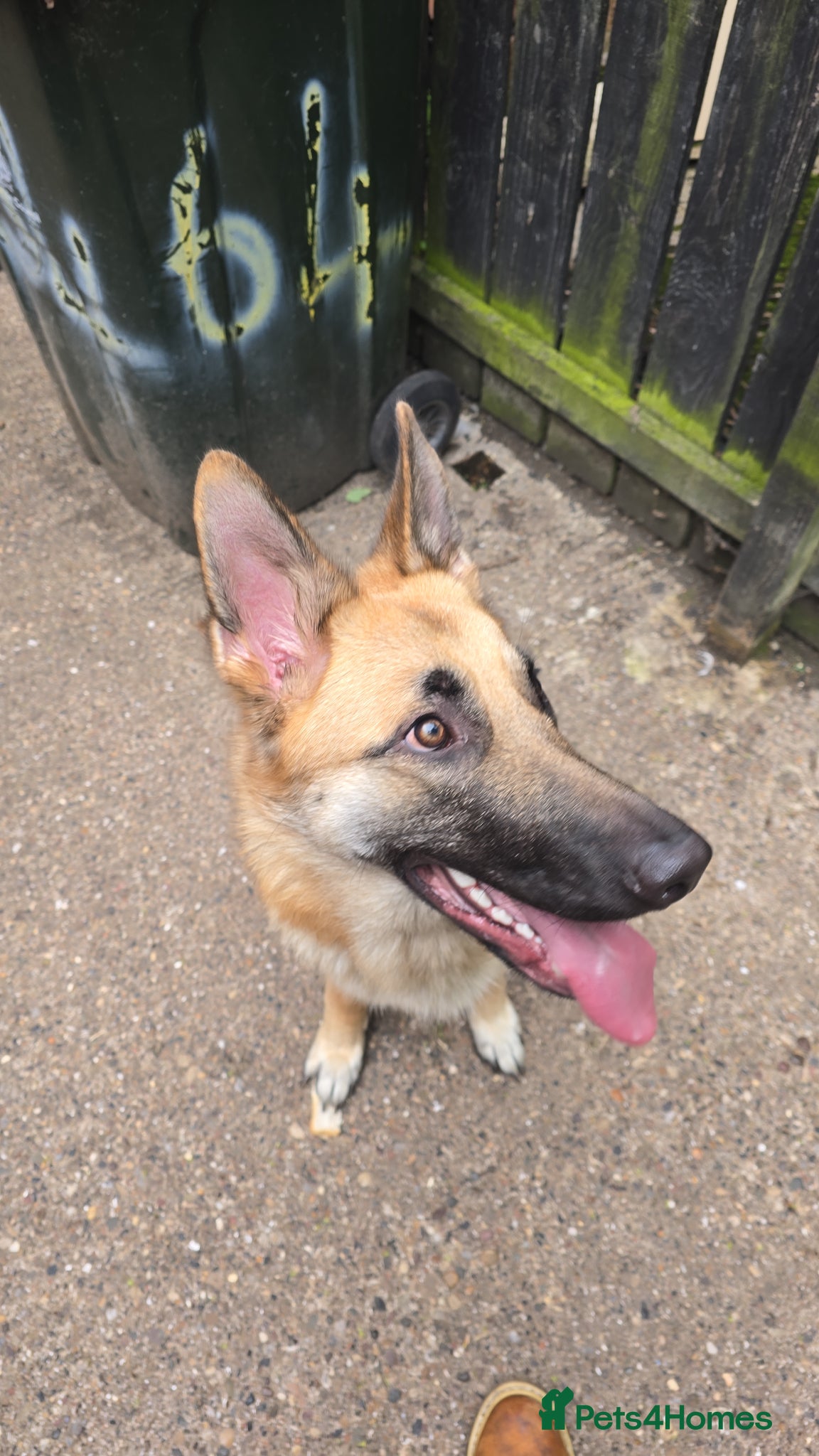 Golden Shepherd dogs German Shepherd/ Golden Shepherd 11 month old  - Advert 2