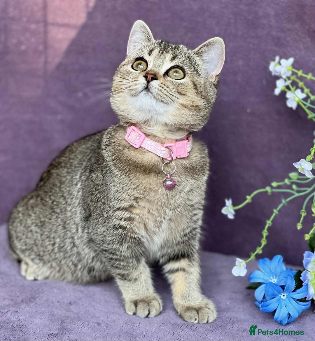 British Shorthair cats for sale: OPEN TO OFFERS TICA registered BSH kittens - Image 13