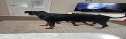 Dobermann dogs for sale: Kc registered Doberman pups top pedigrees  - Advert 13