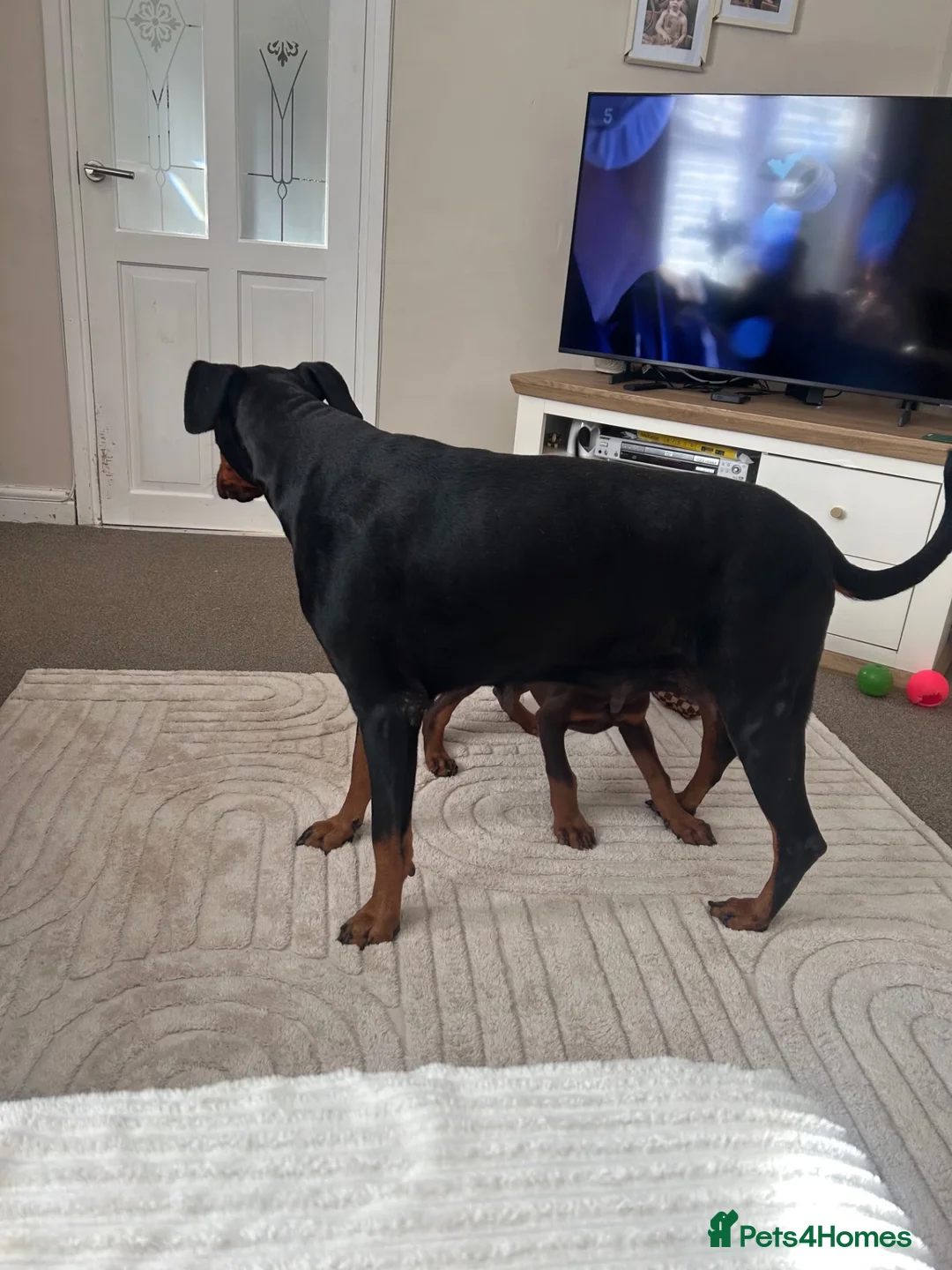 Dobermann dogs for sale: Kc registered Doberman pups top pedigrees  - Advert 13