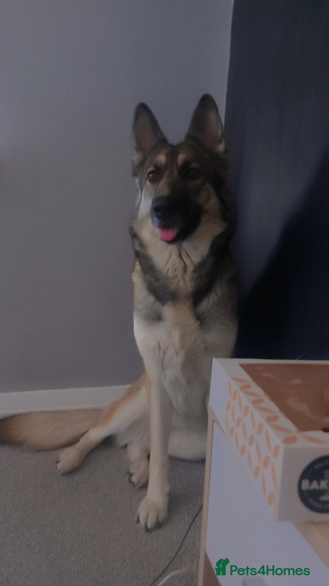German Shepherd dogs for sale: Female German shepard  - Image 10