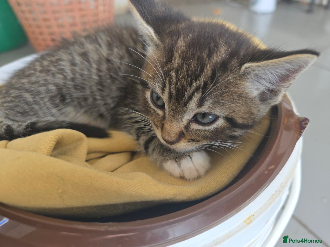 Mixed Breed cats for sale: 4 wonderful kittens, tabby and cute - Image 6