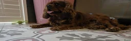 Cavalier King Charles Spaniel dogs for sale: 2 year old ruby cavalier King Charles Spaniel  - Advert 6