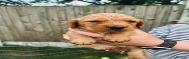 Cockerdor Puppy 2