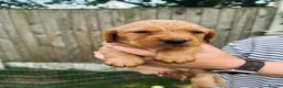 Cockerdor dogs for sale: Stunning Cockerdors for sale  in Norwich - Advert 5