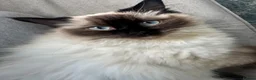 Ragdoll cats for sale: Male seal point pure-bred INDOOR ragdoll kitten  - Advert 3