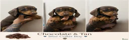 Dachshund dogs for sale: Beautiful miniature dachshunds ready to go - Advert 3