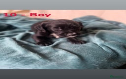 Mixed Breed dogs for sale: Old Tyme English Bulldog x Sproodle Puppies - Image 21