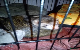 Ferret rodents for sale: Danny  - Image 2